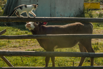 Calf with a cat in the village 1