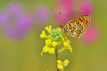 Melitaea trivia  422
