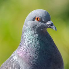 close-up image of a rock dove, pigeon, paloma bravia, pigeon eye, dove eye