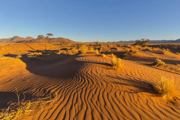 Fototapeta na wymiar Wind swept patterns on the dune