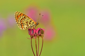 Melitaea trivia  423