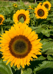 Obraz premium Sonnenblumenfeld am sonnigen Tag