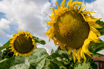 Sonnenblume mit blauen Himmel und Wolken als Hintergrund am sonnigen Tag