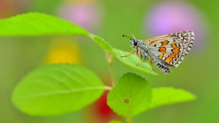 Pyrgus sidae  415