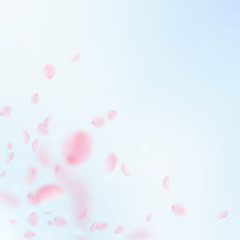 Sakura petals falling down. Romantic pink flowers corner. Flying petals on blue sky square backgroun