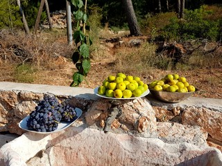 Chorwacja wyspa Hvar figa © Piotr