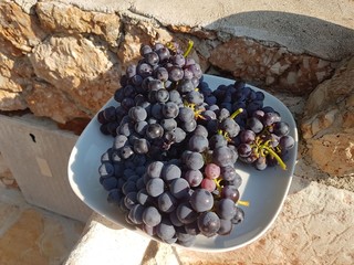 Chorwacja wyspa Hvar winogrono © Piotr