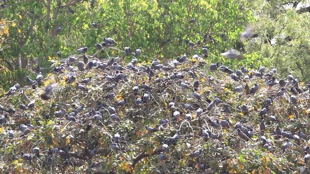 Hundreds of pigeons resting on the spreading crown of the tree, fly up all the new birds, stirrer live multitude
