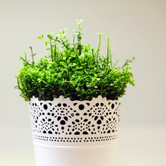 Fresh green grass grows in a concrete pot.