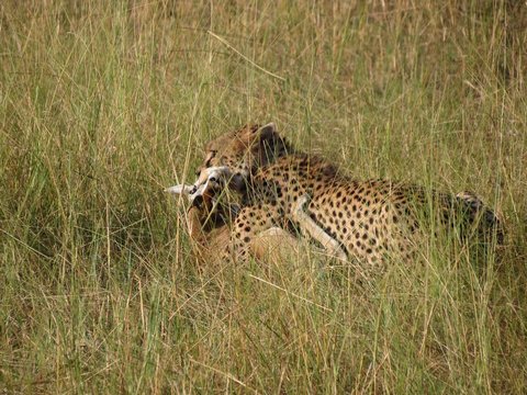 An African Cheetah carrying a successfully killed a Thompson Gazelle in its mouth