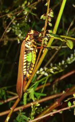 tucura, langosta, insecto colores, insecto extraño, pampa argentina, paztizal pampeano, plaga,...