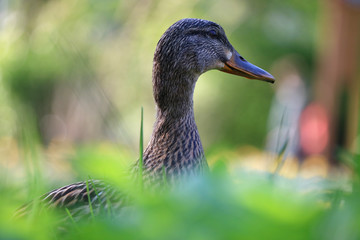 Female mallard duck, anas platyrhynchos breeding in the blurry bright green grass in the spring or summer sun in an urban park