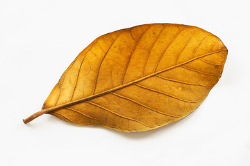 Leaves
Dry brown
On a white background