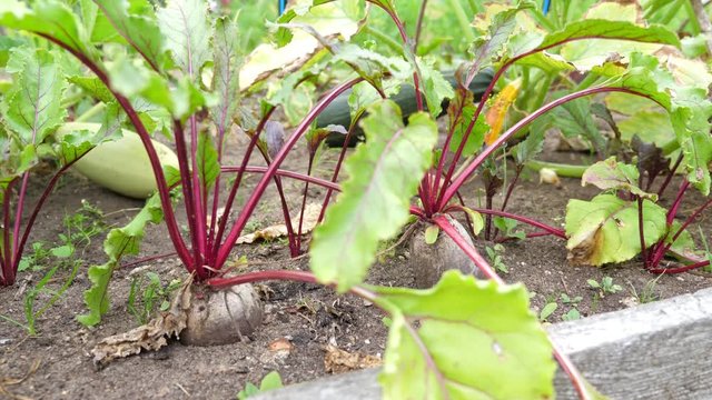 Beetroot plants at the garden, nobody