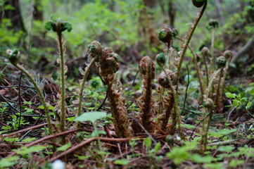 enigmatic forest