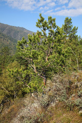 Landscape near Chemal village. Altai Republic. Russia