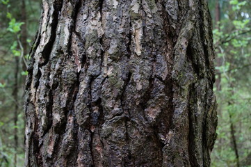 amazing trees
