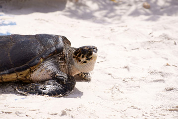 Tortuga marina fuera de estanque o piscina sobre suelo de arena en zoo marino de Mallorca en día soleado. Reptil acuático grande en cautividad fuera del agua tomando el sol.