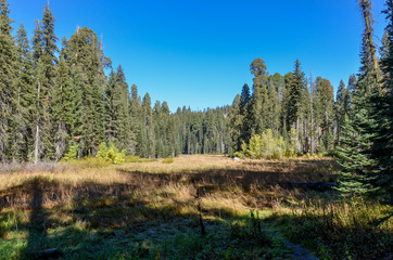 Crescent Meadow in autumn Sequoia National Park, California, USA