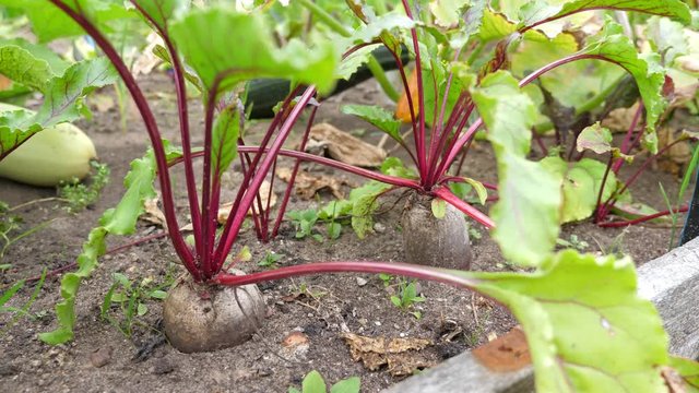Beetroot plants at the garden, nobody