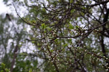amazing trees