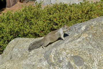California ground squirrel (Otospermophilus beecheyi) in Yosemite National Park