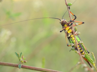 tucura, langosta, plagas, insecto extraño, pampa argentina , paztisal pampeano.