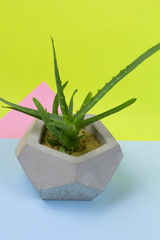 aloe vera succulent concrete pot bright background