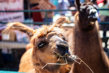 Obraz premium Cindy Lyn & Cynthia Alpacas