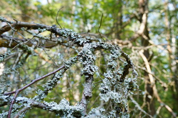 enigmatic forest