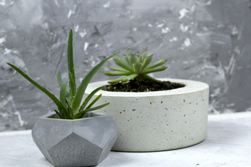 succulent concrete modern pot concrete wall for background