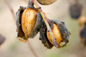 Fresh Almond on a tree, Provence France