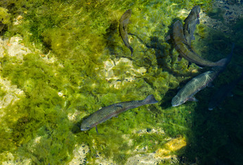 forellen unter wasser