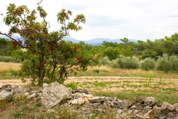 Fototapeta na wymiar Dried Landscape, Provence France