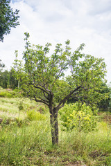 Fototapeta premium pear tree on the slopes of the Etna volcano