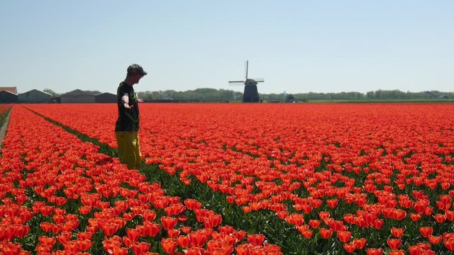 Campi di tulipani in Olanda con uomo felice
