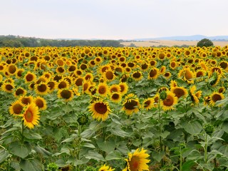 Beautiful sunflowers in the middle of summer. Many large yellow flowers in the field turned to the sun.