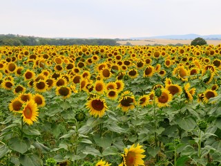 Naklejka premium Beautiful sunflowers in the middle of summer. Many large yellow flowers in the field turned to the sun.