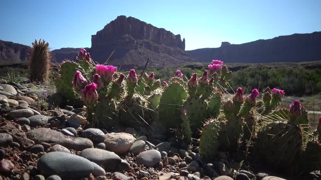 Flowering cactus plants, Pink flowers of Opuntia sp. (polyacantha) in Canyonlands National Park, Utha