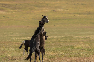 Fototapeta na wymiar Wild Horse Stallions Fighting