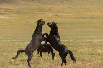 Fototapeta premium Wild Horse Stallions Fighting