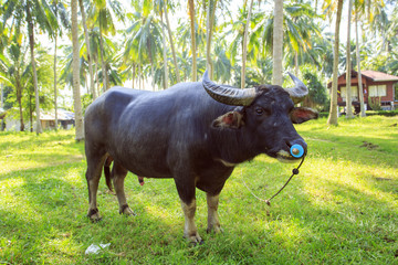 Naklejka na ściany i meble Water buffalo in Thailand Koh Samui island