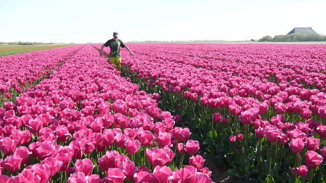 Campi di tulipani in Olanda con uomo felice
