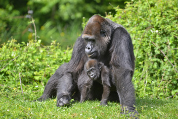 Mère Gorille et son petit