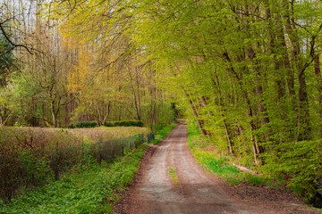 Waldweg durch den Frühlingswald