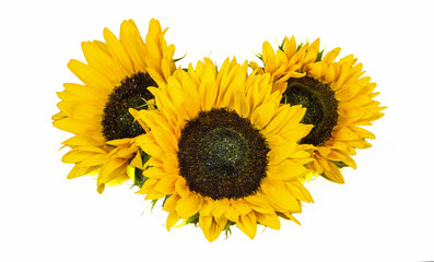 Sunflowers isolated on white Background.
