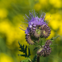 lila Feldblume Phacelia tanacetifolia