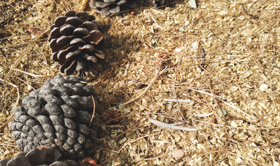 Pine cones on the dried grass background image