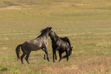 Wild Horse Stallions Fighting