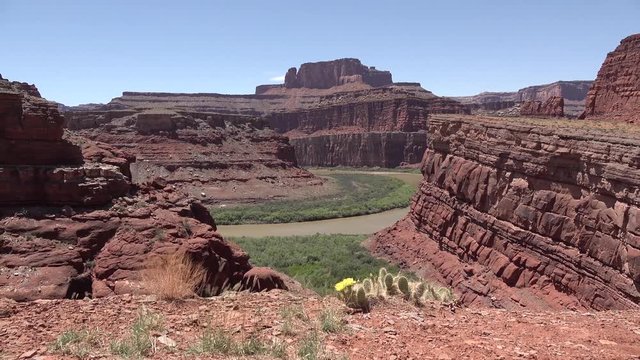 Flowering cactus plants, Yellow flowers of Opuntia sp. (polyacantha) in Canyonlands National Park, Utha